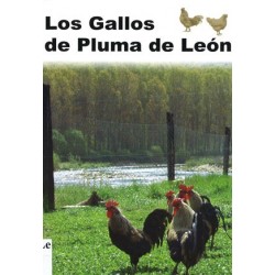 LOS GALLOS DE PLUMA DE LEÓN
